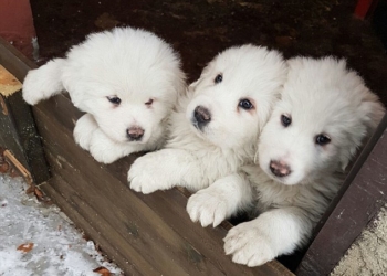 Погребенный под снегом отель в Италии: сегодня нашли трех щенков, и это значит, что кто-то еще мог выжить