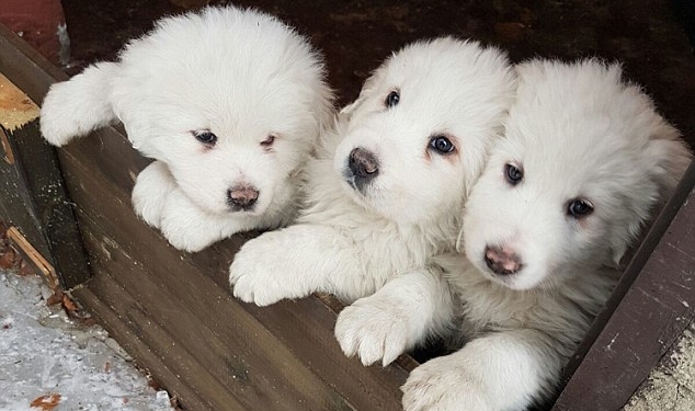 Погребенный под снегом отель в Италии: сегодня нашли трех щенков, и это значит, что кто-то еще мог выжить