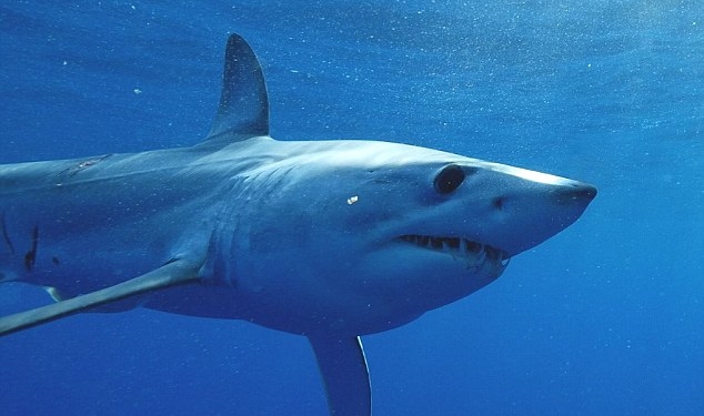 «Энерджайзер Банни»: акула мако установила новый рекорд скорости