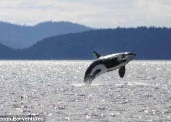 Старейшая из касаток, плававших в океане еще до того, как затонул «Титаник», умерла