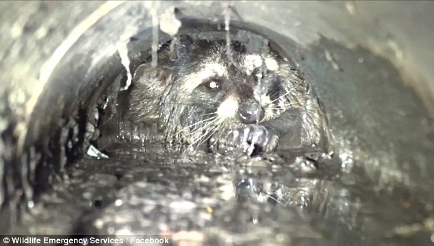 В США операция по спасению застрявшего в сливной трубе енота длилась почти 20 часов