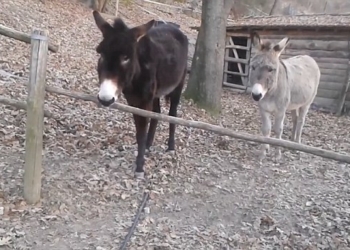 Упрямые? Нет, настойчивые и умные. Как осел в Северной Италии преграду преодолел