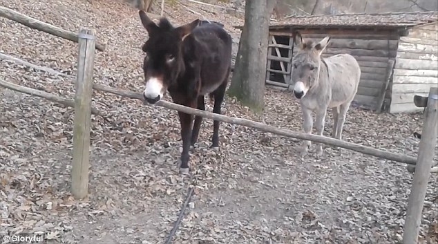 Упрямые? Нет, настойчивые и умные. Как осел в Северной Италии преграду преодолел