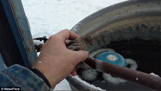 Спасенная жизнь – лучший способ начать новый год. Даже если это жизнь воробья