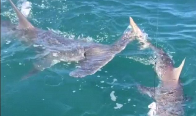 Когда охотник становится добычей: не каждой акуле суждено пережить нападение другой акулы