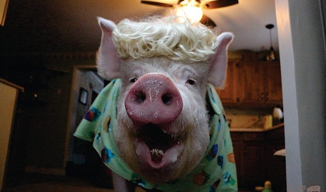 Она теперь весит больше, чем самка белого медведя: паре в Канаде, купившей мини-пиг, пришлось приобрести новый дом