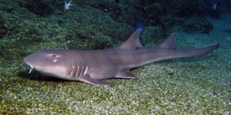 У акул и скатов обнаружили противораковые гены