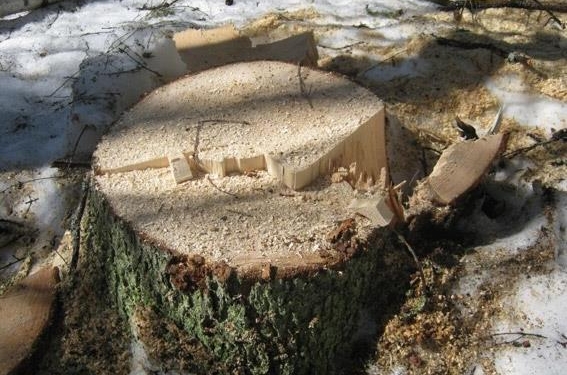 В Николаевской области в лесополосе вдоль железной дороги неизвестные вырубили 470 деревьев