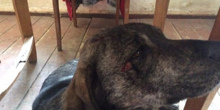 В Одесской области обстреляли двор французского винодела