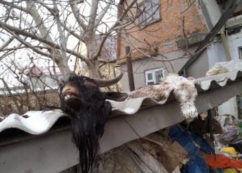 Шок. В Николаеве обнаружили логово живодера – он ел собак и совершал ритуалы