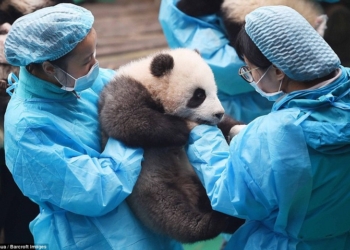 В китайском центре разведения панд определили самого выдающегося медвежонка
