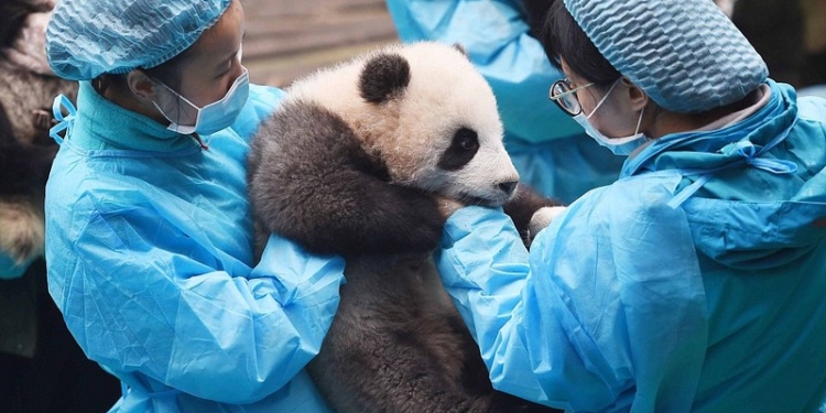 В китайском центре разведения панд определили самого выдающегося медвежонка