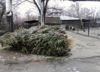 В Николаевском зоопарке снова ждут хвойные, украшавшие дома на Новый год