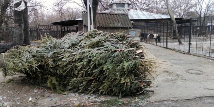 В Николаевском зоопарке снова ждут хвойные, украшавшие дома на Новый год