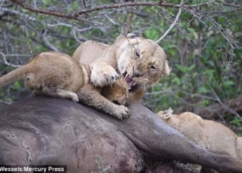 Звери – как люди. Подзатыльник ребенку за обедом – такое бывает и в львиных семьях