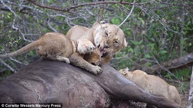 Звери – как люди. Подзатыльник ребенку за обедом – такое бывает и в львиных семьях
