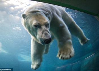 Звери – как люди. Белый медведь вынужден съехать из зоопарка в Дании после того, как медведица его разлюбила