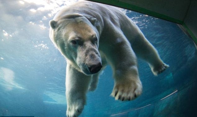 Звери – как люди. Белый медведь вынужден съехать из зоопарка в Дании после того, как медведица его разлюбила