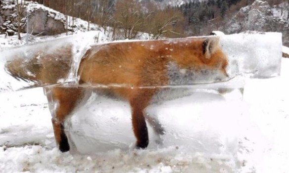 Почти под стеклом. В Германии нашли лису в куске льда