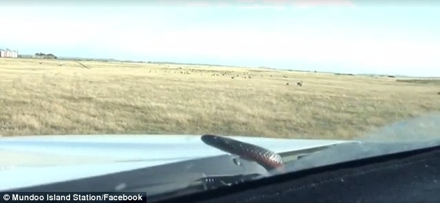 И как руль-то не бросила? Австралийка вела машину на скорости 60 миль в час, когда из-под капота выползла опасная змея