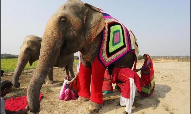 Чтобы уберечь от артрита и пневмонии: в Индии женщины вяжут слонам пижамы
