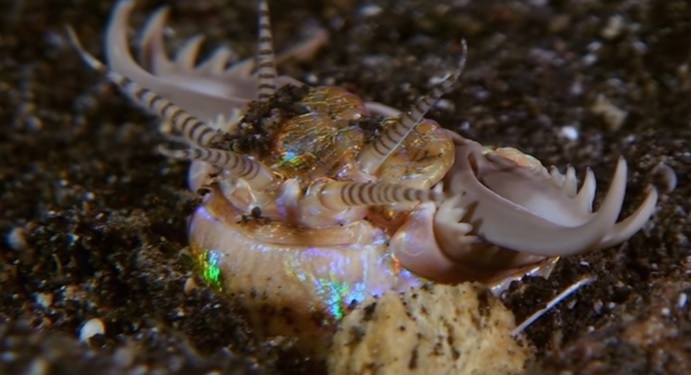 Жуткое чудовище – трехметровый подводный ядовитый червь убивает рыб одним ударом