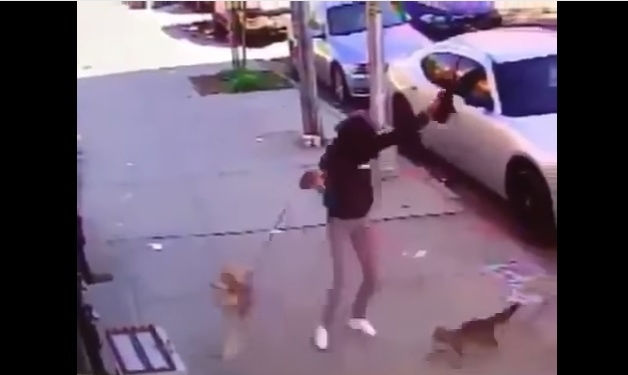 Ужас. Кот напал на собачку, ее хозяйка трусливо сбежала, чуть не повесив несчастную на поводке