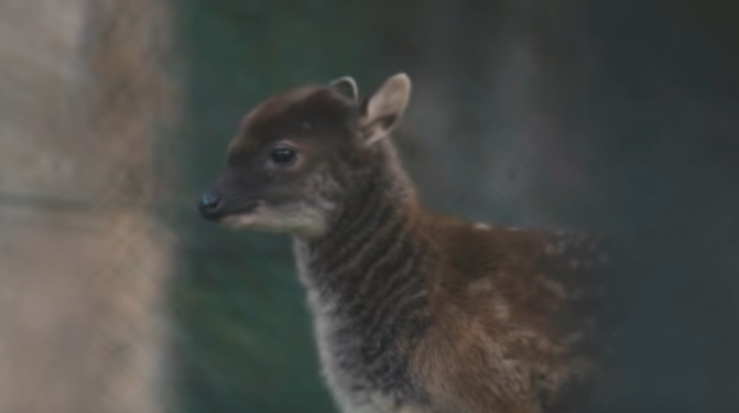 В Англии родился олененок вымирающего вида. Первая прогулка с мамой