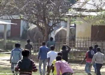 В Индии стадо из 60 диких слонов промчалось через деревню, разрушив часть домов