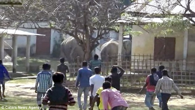 В Индии стадо из 60 диких слонов промчалось через деревню, разрушив часть домов