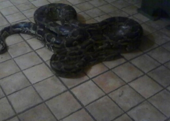 На Закарпатье в кафе-баре из террариума сбежал трехметровый питон