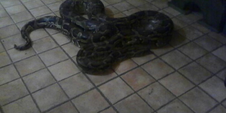 На Закарпатье в кафе-баре из террариума сбежал трехметровый питон