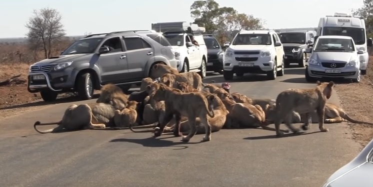 Голодные львы перекрыли дорогу. И не ушли, пока не съели буйвола