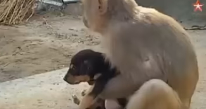 В Индии выброшенного на улицу щенка подобрала обезьяна. Теперь она не выпускает его из лап