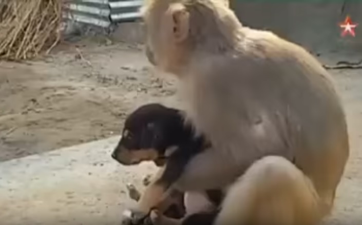 В Индии выброшенного на улицу щенка подобрала обезьяна. Теперь она не выпускает его из лап 1