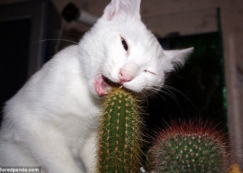 Да что мы знаем о трудностях жизни животных в мире людей?