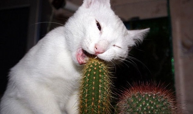 Да что мы знаем о трудностях жизни животных в мире людей?