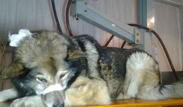 Или избили, или машина сбила. В Киеве раненая собака сама пришла в больницу за помощью