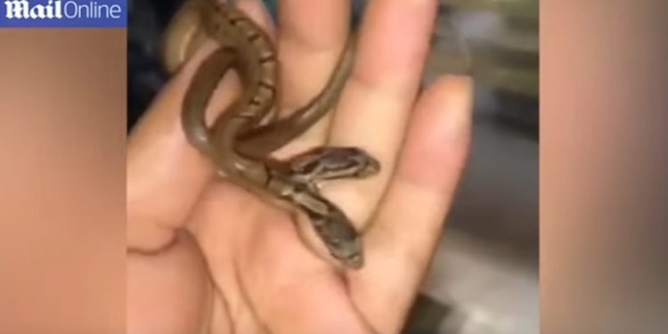 Одна голова хорошо, а две лучше? В Индии поймали змею с двумя головами