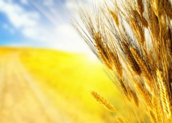 В Раде зарегистрировали законопроект «О государственном языке», расширяющий сферу использования украинского языка