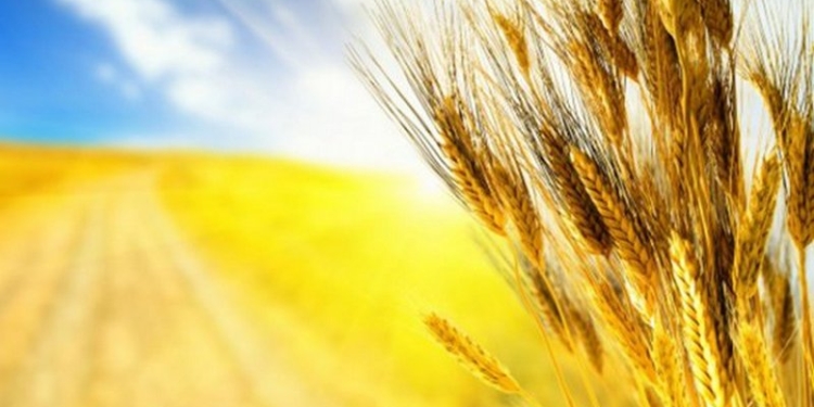 В Раде зарегистрировали законопроект «О государственном языке», расширяющий сферу использования украинского языка