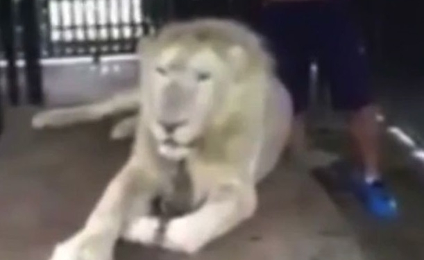 Царь природы решил погладить царя зверей. В Таиланде лев напал на туриста