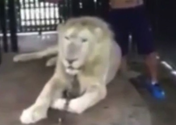 Царь природы решил погладить царя зверей. В Таиланде лев напал на туриста 1