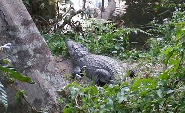 Новогоднее селфи. Француженка отдала свою ногу за удачный снимок с крокодилом в Тайланде