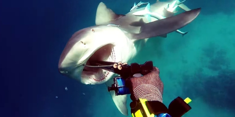 Рождественское приключение. Дайвер еле отбился от опасной акулы