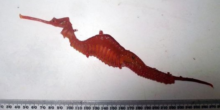 Новый вид морских драконов впервые сняли на видео