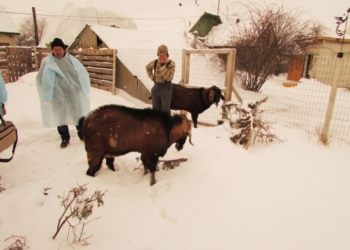 В Украине открылась уникальная племенная ферма по разведению коз англо-нубийской породы