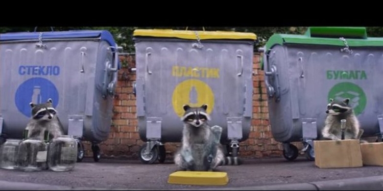 Интересно, а снегом они не занимаются: еноты-барабанщики учат сортировать мусор