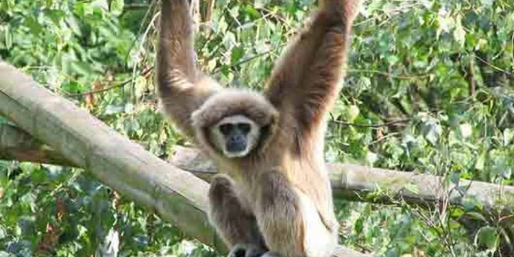 Ученые назвали новый вид гиббонов, обитающих в Китае, в честь Люка Скайуокера