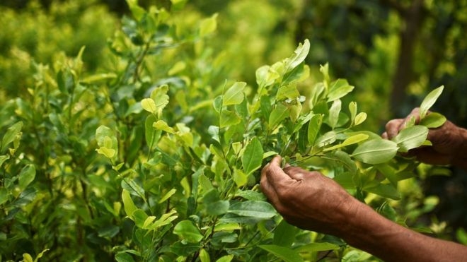 Мирный план. В Колумбии власть готова выкупать у граждан плантации коки